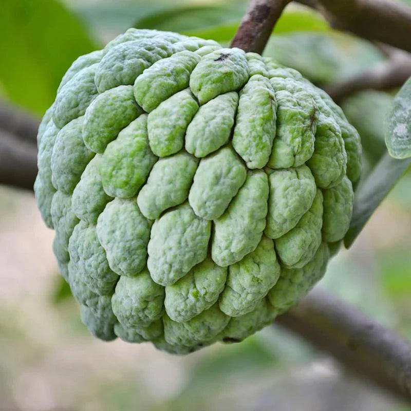 Custard Apple Seeds