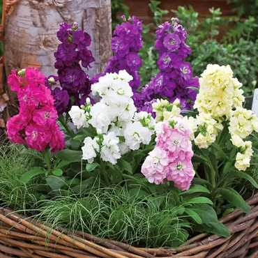 Double-flowered Violet Seeds