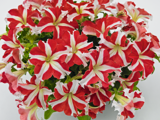 Petunia- Red and White Star