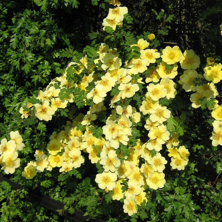 Xanthina Rose Flower Seeds for Planting – 100, Heirloom, Non-GMO Garden Seeds