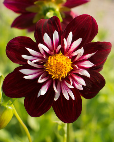 Night Butterfly Dahlia
