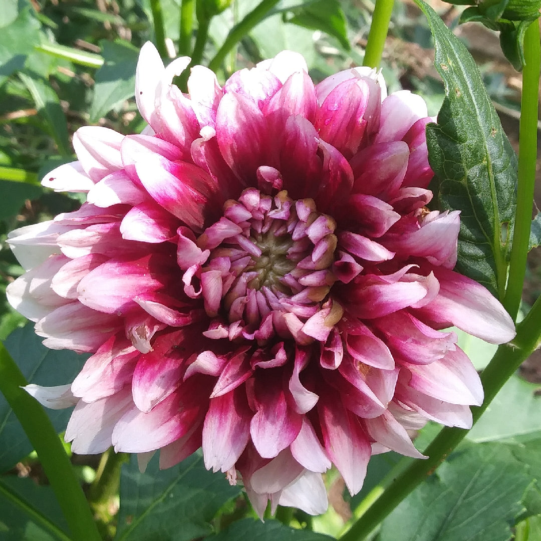 Patches Dahlia
