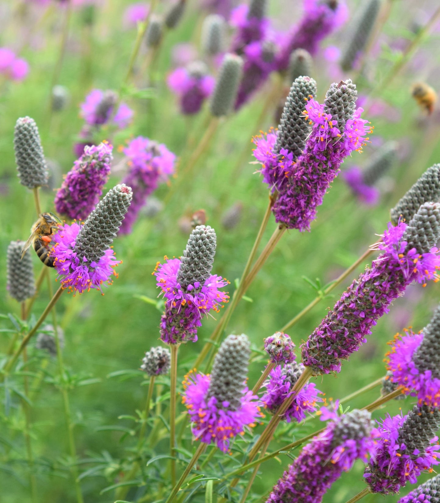 Heirloom Non-GMO Dalea Purpurea Flower Seeds for Planting – Pollinator-Friendly Purple Prairie Blooms