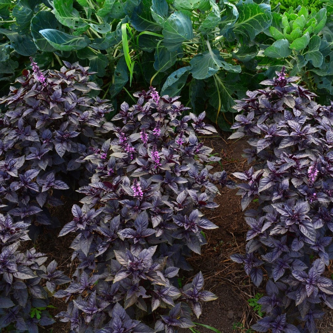 Dark Opal – Basil Seed