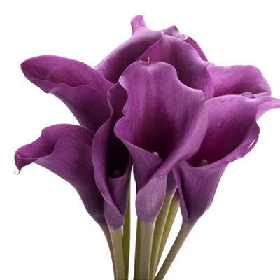 Calla Lily Purple Bulbs