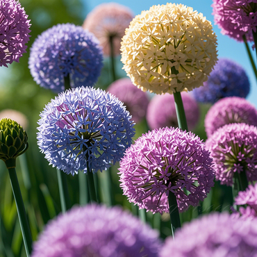 Giant Allium Bulbs