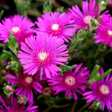 Heirloom Delosperma Flower Seeds, Non-GMO Ice Plant Blooms for Drought-Tolerant Garden Planting
