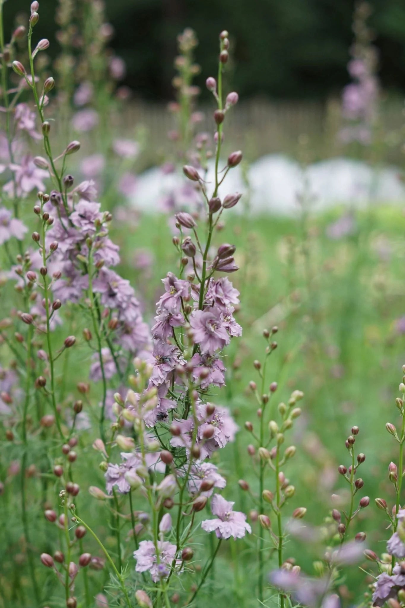 Misty Lavender – Larkspur Seed
