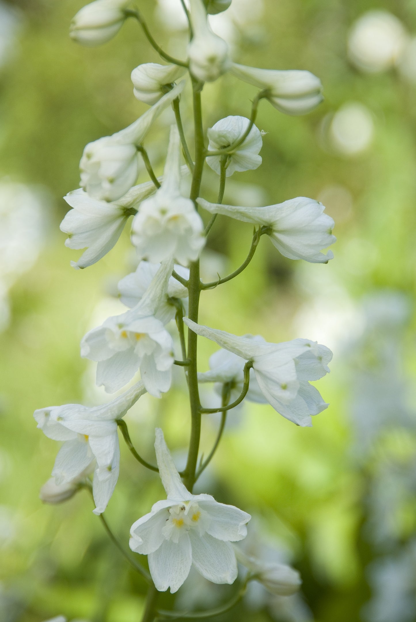Delphinium- Casablanca