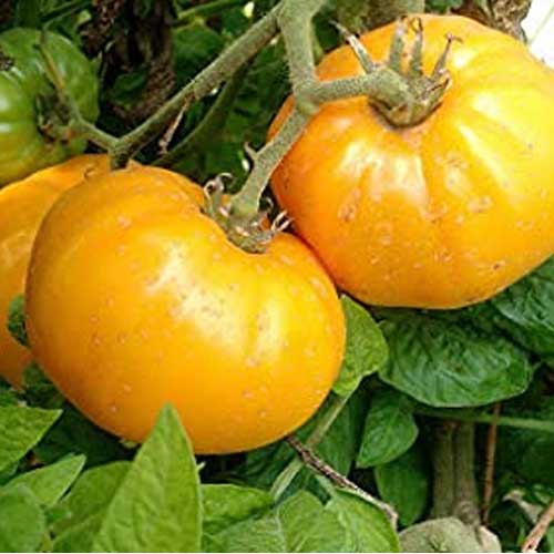 Tomato Oblate Yellow Vegetable Seeds