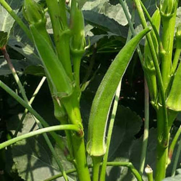 Okra Pusa Sawni Vegetable Seeds