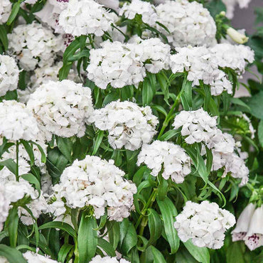 Dianthus Flower Seed for Planting 100