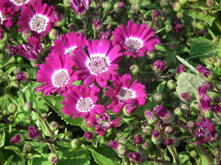 Heirloom Pink Cineraria Flower Seeds for Planting, Non-GMO