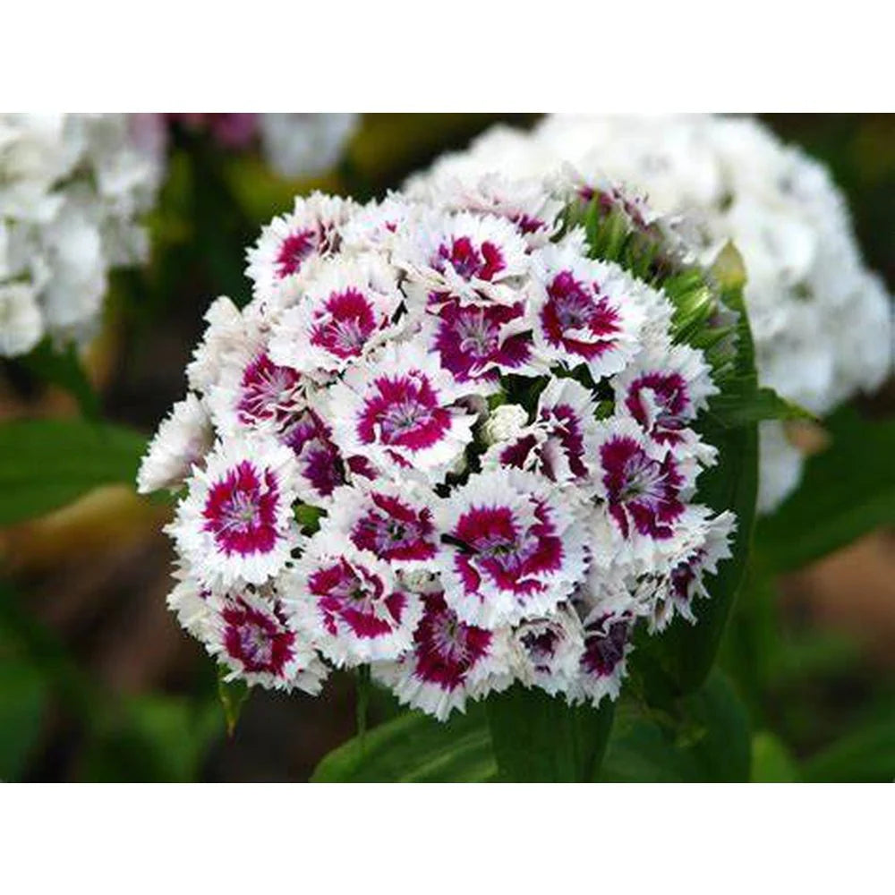 Dianthus- Merry Go Round