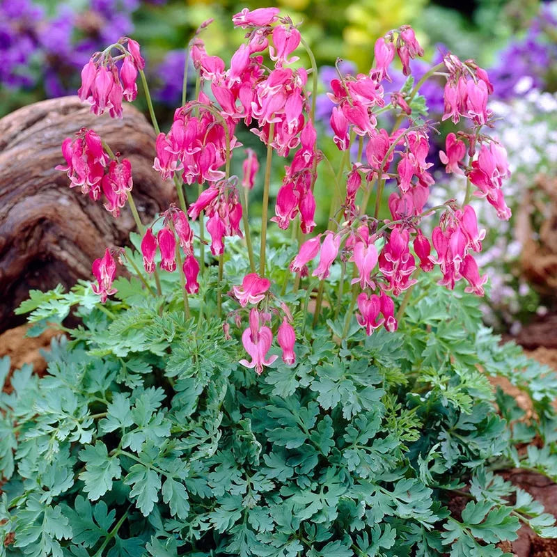 Reblooming Fernleaf Bleeding Heart Mixture