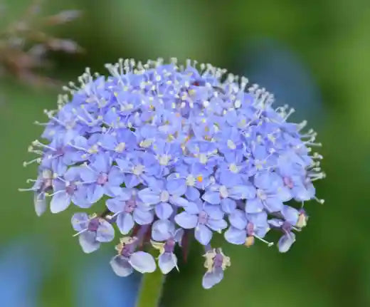 Rottnest Island Daisy