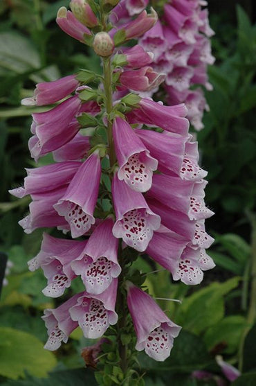 Dalmatian Rose Foxglove