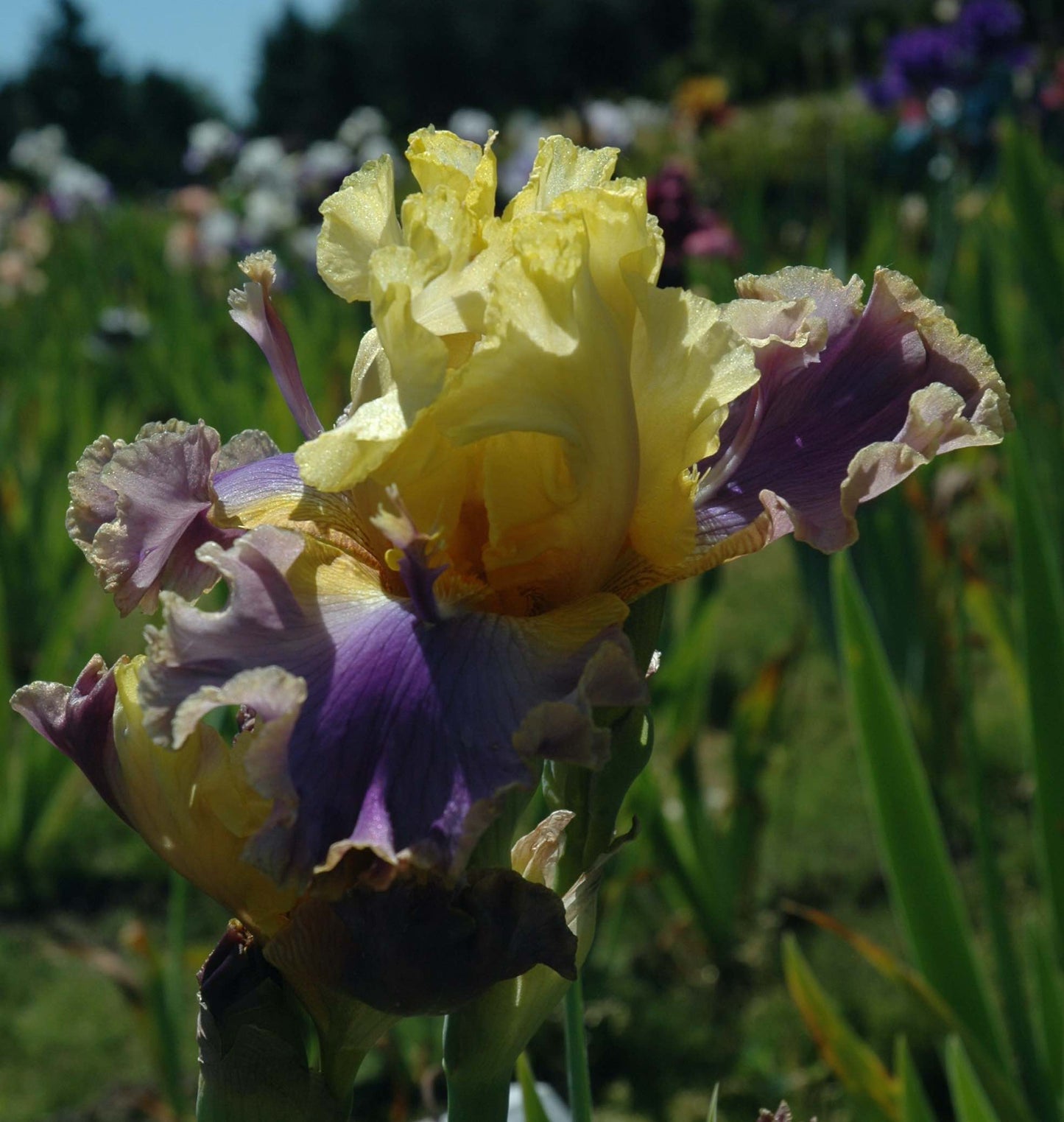 Coos Bay Bearded Iris Seeds