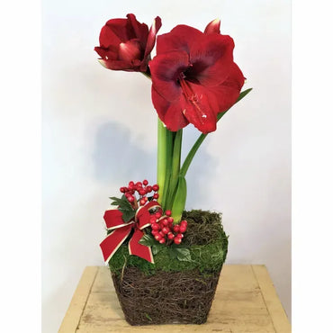 Stackable Amaryllis Stakes Seeds