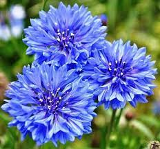 Blue Cornflower Seeds for Planting - Heirloom and Non-GMO Garden Seeds, Beautiful Blooms