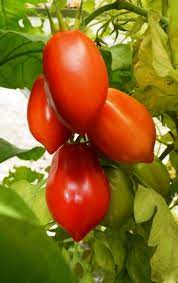 Heirloom Roma Plum Tomato Vegetable Seeds for Planting - Non-GMO Garden Seeds