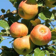 Jonagold Apple Fruit Seeds for Planting - a Variety of Orchard Apple Trees