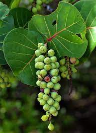 Seagrapes Fruit Seeds for Planting and Growing, Ideal for Coastal Gardens 100 pcs