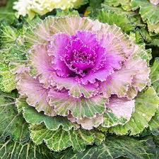 Pink Nagoya Kale Seeds for Planting heirloom & Non-GMO Seeds