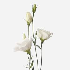 White Lisianthus Echo Flower Seeds for Planting - Heirloom, NON-GMO Seeds - Garden Blooms & Cut Flowers