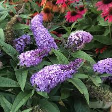 Violet Buddleja Plant Seeds for Planting - NON GMO Seeds