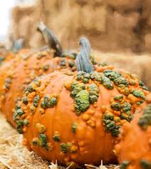 Warty Pumpkin Vegetable Seeds for Planting - heirloom & Non GMO Seeds