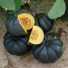 Black Pumpkin Vegetable Seeds for Planting - heirloom & Non-GMO Seeds