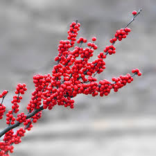 Winterberry Holly Fruit Seeds for Planting - Ornamental and Berry-Bearing Shruds, Heirloom Seeds