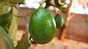 Choquette Avocado Fruit Seeds for Planting and Growing Butter Fruit at your Home Backyard Orchid