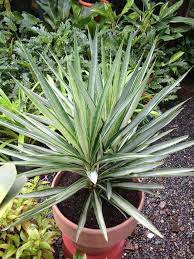 Yucca Elata Plant Seed Set for Hardy, Decorative Plants 100 pcs