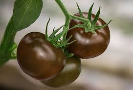 Chocolate Brown Tomato Seeds for Planting – Heirloom, Non-GMO, Rich Flavor