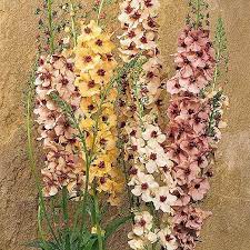 Mixed Mullein Flower Seeds – Heirloom Non-GMO Seeds for Medicinal and Drought-Tolerant Garden Planting