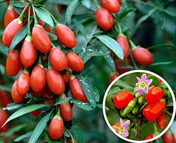Lush Goji Berry Plant Seeds - Perfect for Health-Conscious Gardeners 100 pcs