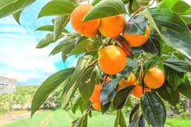 Japanese Persimmon Seeds Diospyros kaki Plant Seeds for Planting - Grow Persimmon Trees at Home