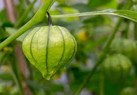 Cream Tomatillo Fruit Seeds - Tangy Fruit for Salsa and Sauces 100 pcs