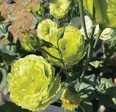 Light Green Lisianthus Flower Seeds for Planting - Heirloom, NON-GMO Seeds - Beautiful Garden Blooms