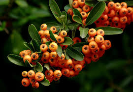 Orange Firethorn (pyracantha coccinea) Fruit Seeds - Grow Hardy, Colorful Firethorn Berries