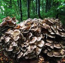 Maitake (Hen of the Woods) Mushrooms Vegetable Seeds for Home & Garden Planting – High Yield & Easy to Grow 100 pcs