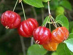 Red Eugenia Rhombea Fruit Seeds - Tropical Fruits for Your Garden 100 pcs