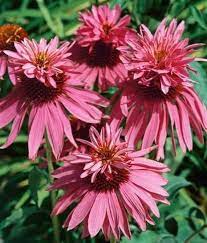 Heirloom Echinacea Double Decker Coneflower Seeds for Planting - Vibrant Blooms, Non-GMO Garden Seeds