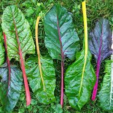 Pink Green Swiss Chard Vegetable Seeds for Planting, heirloom & Non-GMO Seeds