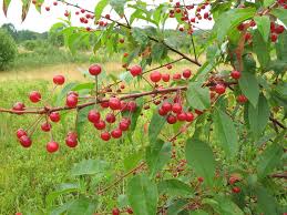 Pin Cherry (Prunus pensylvanica) Fruit Seeds for Planting - Sweet, Juicy, and Colorful Cherries