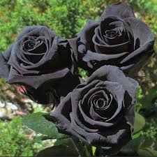 Dark Purple Rose Heirloom Non-GMO Seeds for Planting