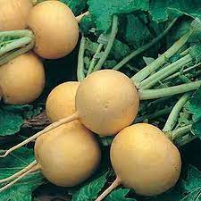 Golden Ball Turnip Vegetable Seeds for Planting - Heirloom and Non-GMO garden seeds