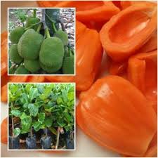 Orange JackFruit Seeds for Planting- Large, Sweet Jackfruits for a Bountiful Harvest, GMO Free